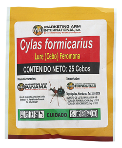 CYLAS FORMICARIUS-cebos-feromonas-control-insectos-MAI-Dominicana