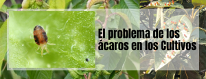 Lee más sobre el artículo El problema de los ácaros en los Cultivos