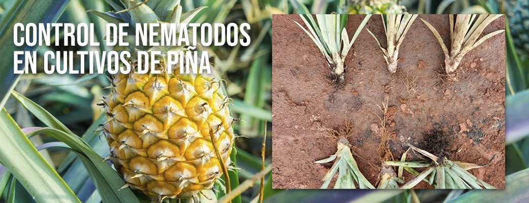 Control nematodos en cultivos piña-mai-dominicana