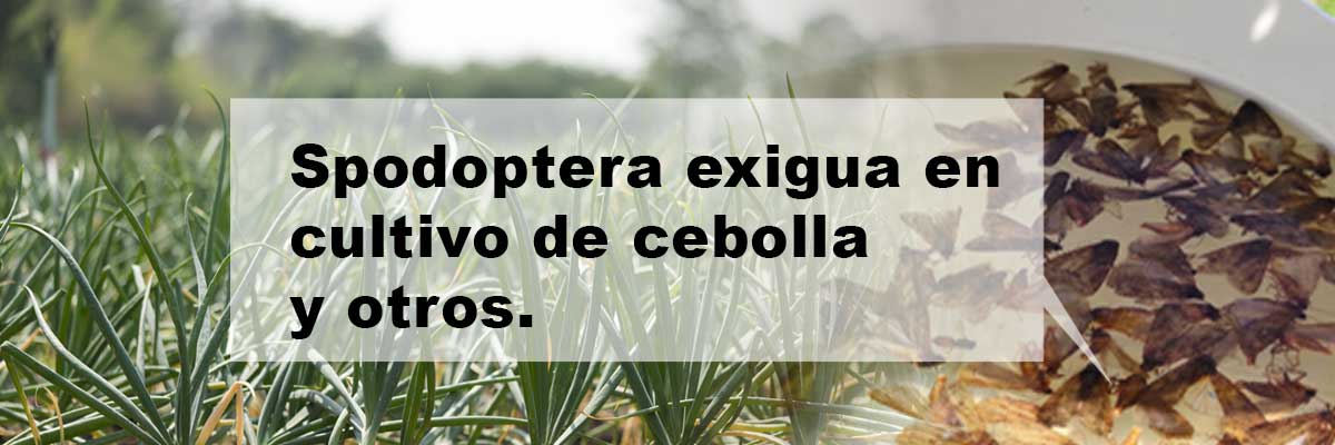 spodoptera-exigua-en-cultivo-de-cebolla-y-otros-mai-dominicana-cover